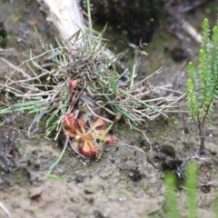 Drosera spatulata (Common Sundew) at Nadgee Nature Reserve - 21 Dec 2023 by JimL