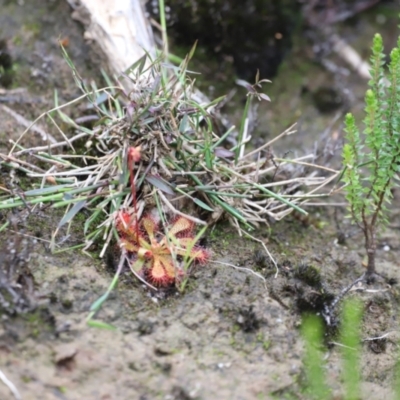 Drosera spatulata (Common Sundew) at Nadgee Nature Reserve - 21 Dec 2023 by JimL