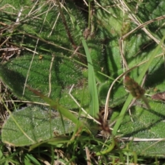 Plantago antarctica at Tinderry Mountains - 18 Nov 2023