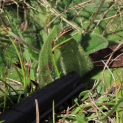 Plantago antarctica at Tinderry Mountains - 18 Nov 2023