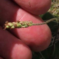 Plantago antarctica at Tinderry Mountains - 18 Nov 2023 03:11 PM