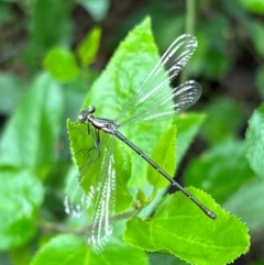 Austroargiolestes icteromelas (Common Flatwing) at Ben Boyd National Park - 20 Dec 2023 by JimL