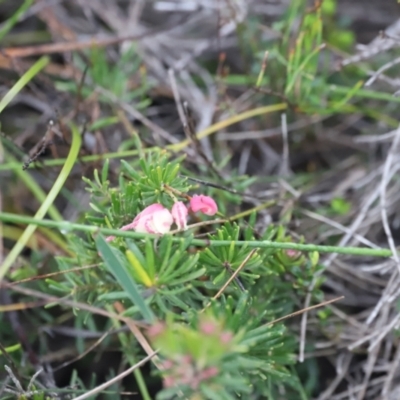 Grevillea lanigera (Woolly Grevillea) at Ben Boyd National Park - 20 Dec 2023 by JimL