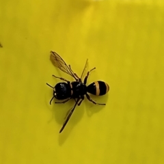 Williamsita sp. (genus) at Phillip, ACT - 22 Dec 2023