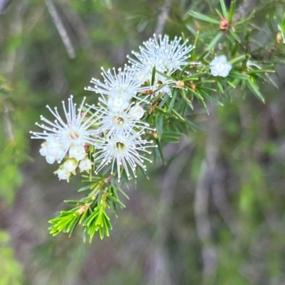 Kunzea ambigua (White Kunzea) at Nadgee Nature Reserve - 21 Dec 2023 by JimL