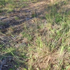 Aristida sp. (A Wiregrass) at Mount Taylor - 22 Dec 2023 by LPadg