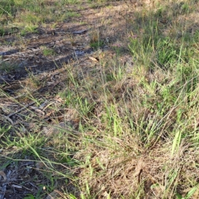 Aristida (genus) (A Wiregrass) at Mount Taylor - 22 Dec 2023 by LPadg