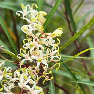 Lomatia myricoides (River Lomatia) at Nadgee Nature Reserve - 21 Dec 2023 by JimL