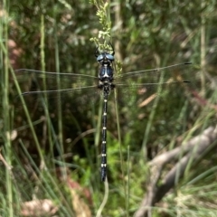 Eusynthemis guttata (Southern Tigertail) at Kosciuszko National Park - 18 Dec 2023 by AJB