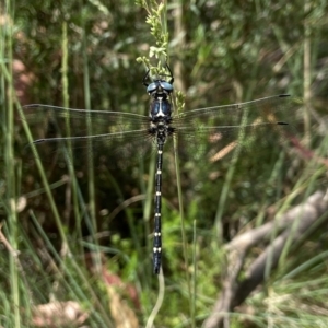 Eusynthemis guttata at Kosciuszko National Park - 18 Dec 2023