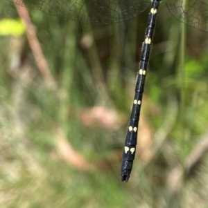 Eusynthemis guttata at Kosciuszko National Park - 18 Dec 2023