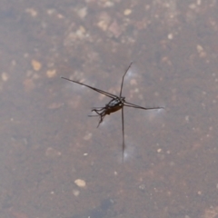 Gerridae (family) at Nadgee Nature Reserve - 21 Dec 2023 by JimL