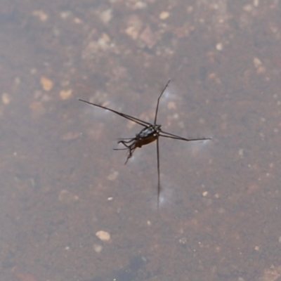 Gerridae (family) at Nadgee Nature Reserve - 21 Dec 2023 by JimL