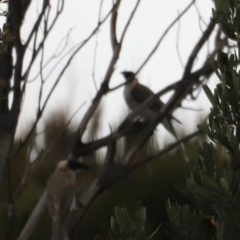 Philemon corniculatus (Noisy Friarbird) at Ben Boyd National Park - 20 Dec 2023 by JimL