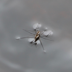 Gerridae (family) (Unidentified water strider) at Nadgee Nature Reserve - 21 Dec 2023 by JimL
