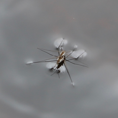 Gerridae (family) (Water strider) at Nadgee Nature Reserve - 21 Dec 2023 by JimL