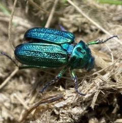 Diphucephala sp. (genus) (Green Scarab Beetle) at Kosciuszko National Park - 19 Dec 2023 by AJB