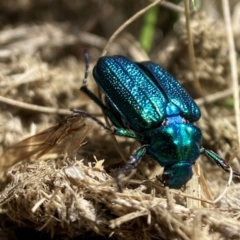 Diphucephala elegans at Kosciuszko National Park - suppressed