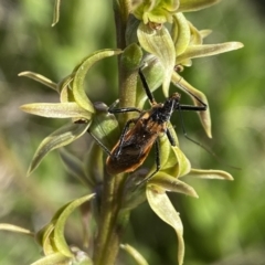 Pristhesancus plagipennis (Bee Killer Assassin Bug) at Kosciuszko National Park - 18 Dec 2023 by AJB