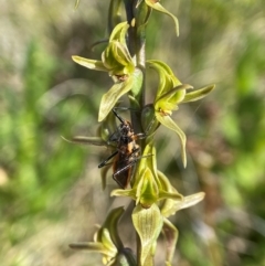 Pristhesancus plagipennis at Kosciuszko National Park - 19 Dec 2023