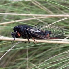 Yoyetta subalpina (Subalpine Firetail Cicada) at Kosciuszko National Park - 18 Dec 2023 by AJB