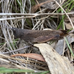 Goniaea opomaloides (Mimetic Gumleaf Grasshopper) at Kosciuszko National Park - 18 Dec 2023 by AJB