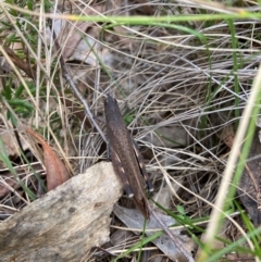 Goniaea opomaloides at Kosciuszko National Park - suppressed