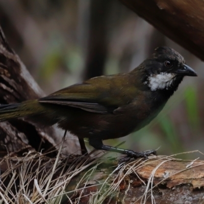 Psophodes olivaceus (Eastern Whipbird) at Green Cape, NSW - 20 Dec 2023 by JimL