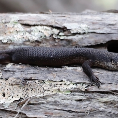 Egernia saxatilis intermedia (Black Rock Skink) at Ben Boyd National Park - 20 Dec 2023 by JimL