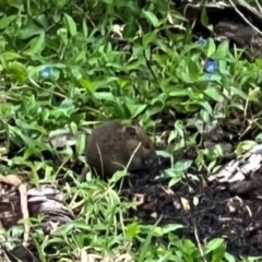 Unidentified Rat at Green Cape, NSW - 20 Dec 2023 by JimL