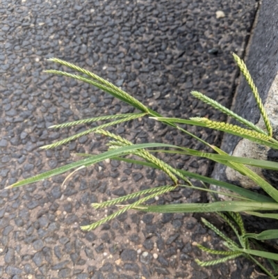 Eleusine indica (Crowsfoot Grass) at Holt, ACT - 21 Dec 2023 by MattM