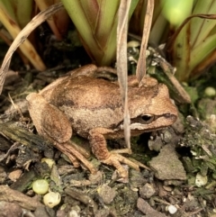 Litoria verreauxii verreauxii (Whistling Tree-frog) at Greenway, ACT - 12 Dec 2023 by AJB