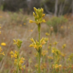 Pimelea curviflora var. sericea at Mulligans Flat - 4 Nov 2023