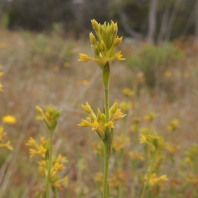 Pimelea curviflora var. sericea (Curved Riceflower) at Mulligans Flat - 4 Nov 2023 by MichaelBedingfield