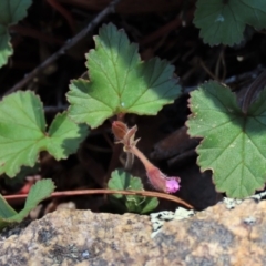 Pelargonium australe (Austral Stork's-bill) at Tinderry Mountains - 17 Nov 2023 by AndyRoo