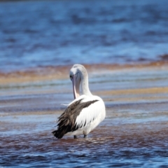 Pelecanus conspicillatus (Australian Pelican) at Mallacoota, VIC - 18 Dec 2023 by JimL