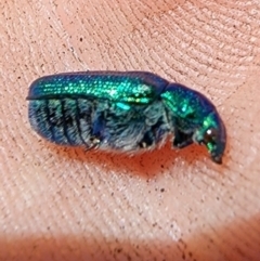 Diphucephala sp. (genus) (Green Scarab Beetle) at Kosciuszko National Park - 19 Dec 2023 by Jmetcalfe001