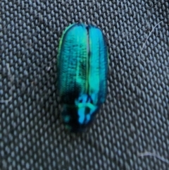 Diphucephala elegans at Kosciuszko National Park - 19 Dec 2023 01:45 PM