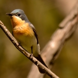 Myiagra rubecula at Woodstock Nature Reserve - 22 Dec 2023 11:01 AM