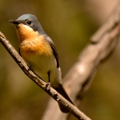 Myiagra rubecula (Leaden Flycatcher) at Woodstock Nature Reserve - 22 Dec 2023 by Thurstan