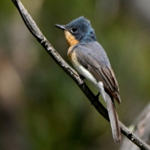 Myiagra rubecula at Woodstock Nature Reserve - 22 Dec 2023 11:01 AM