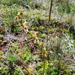 Prasophyllum sphacelatum (Large Alpine Leek-orchid) at Kosciuszko National Park - 19 Dec 2023 by Jmetcalfe001