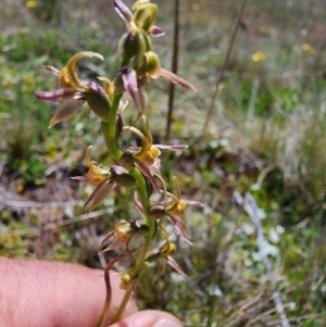 Paraprasophyllum sphacelatum at Kosciuszko National Park - suppressed