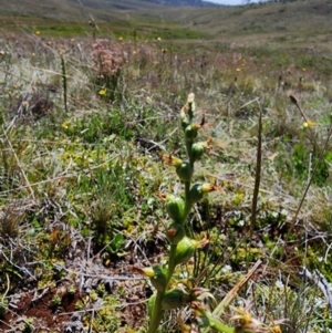 Prasophyllum sphacelatum at Kosciuszko National Park - 19 Dec 2023