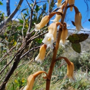 Gastrodia procera at Kosciuszko National Park - suppressed