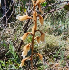 Gastrodia procera at Kosciuszko National Park - suppressed