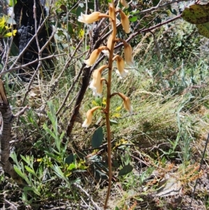 Gastrodia procera at Kosciuszko National Park - suppressed