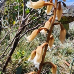 Gastrodia procera at Kosciuszko National Park - suppressed