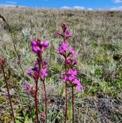 Stylidium montanum (Alpine Triggerplant) at Kosciuszko National Park - 19 Dec 2023 by Jmetcalfe001