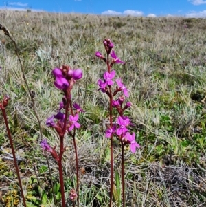 Stylidium montanum at Kosciuszko National Park - 19 Dec 2023